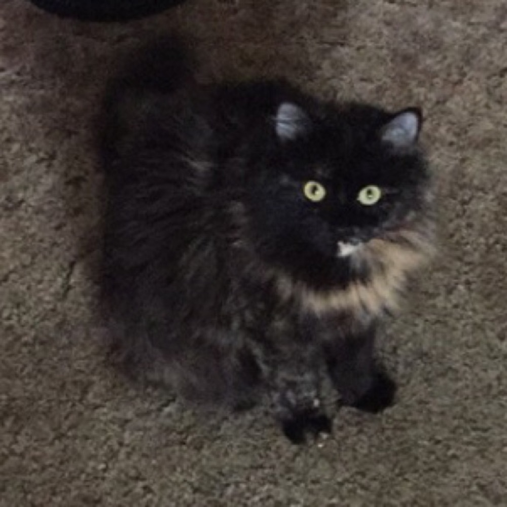 Meet your Posher, Caitlyn